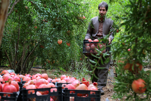 برداشت یاقوت‌های سرخ از باغات هورامان 
