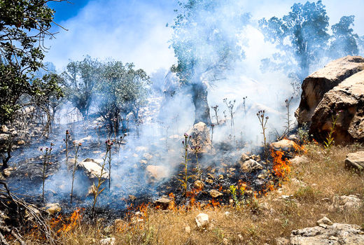 نفس گلستان به شماره افتاد