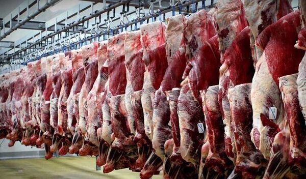 نخستین کشتارگاه صنعتی دام بوشهر تا پایان سال تکمیل می‌شود 