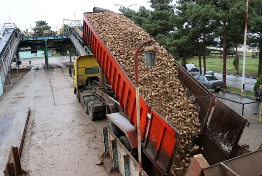 چغندرقند به صورت تضمینی خریداری می‌شود