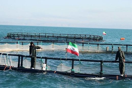 بوشهری‌ها بیش از ۱۱ هزار تن ماهی در قفس تولید کردند