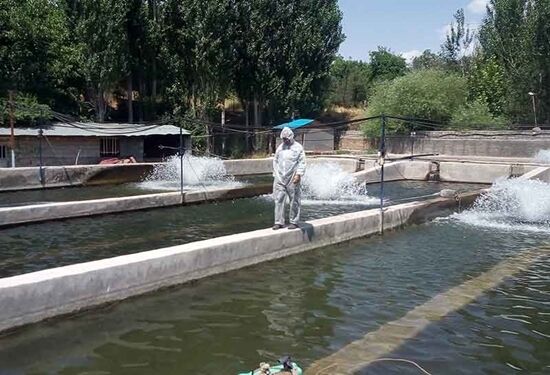 اجرای فاز بهاره برنامه ملی مراقبت بیماری های ویروسی در مزارع پرورش ماهیان سردآبی آذربایجان غربی