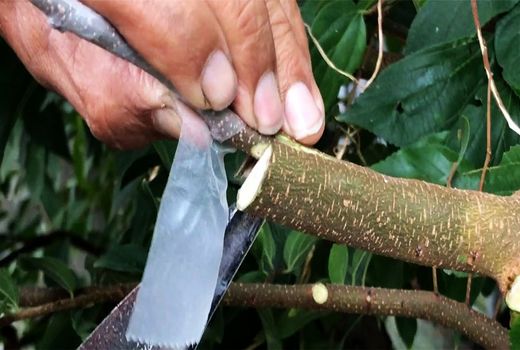 ​پیوند خیار روی کدو به‌منظور کنترل بیماری‌های خاک‌زاد و تنش‌های محیطی 