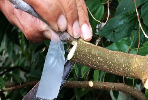 ​پیوند خیار روی کدو به‌منظور کنترل بیماری‌های خاک‌زاد و تنش‌های محیطی 