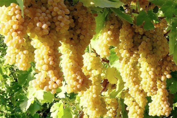 تولید 2500 تن انگور از تاکستان های شهرستان خوسف