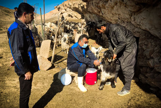 واکسیناسیون 72 هزار راس دام سبک علیه بیماری طاعون نشخوارکنندگان در امیدیه و آغاجاری