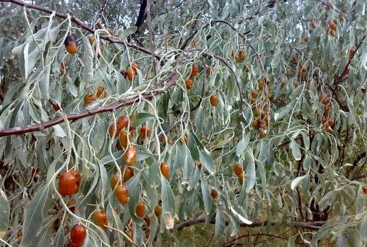 رتبه نخست استان آذربایجان شرقی در تولید سنجد در کشور