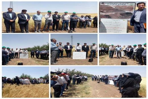 برگزاری روز مزرعه انتقال یافته‌های تحقیقاتی غلات دیم در مزارع گندم هشترود 