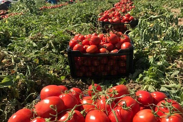 گوجه‌کاران استان بوشهر مراقب «قارچ لکه موجی» باشند