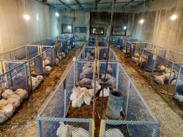 برگ درخت خرما بستر جوجه‌های گوشتی؛ دستاورد نوین مرکز تحقیقات کشاورزی بوشهر در صنعت پرورش طیور