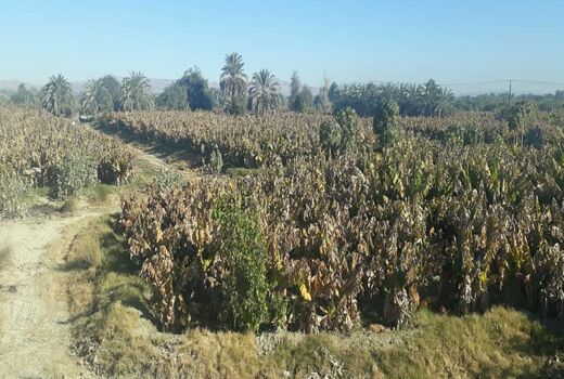 سرما بیش از ۶٠٠ میلیارد ریال به بخش کشاورزی سیستان و بلوچستان خسارت زد