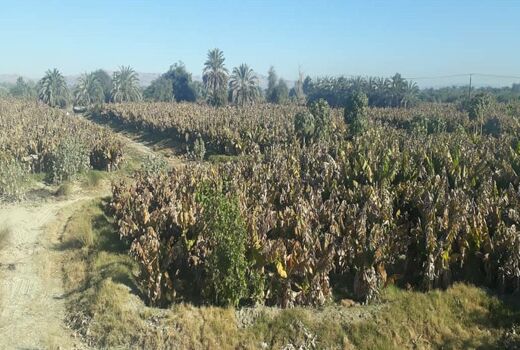 سرما بیش از ۶٠٠ میلیارد ریال به بخش کشاورزی سیستان و بلوچستان خسارت زد