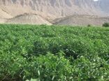 نظارت ویژه بر طرح کشت زراعت و باغ آبی در شهرستان تنگستان