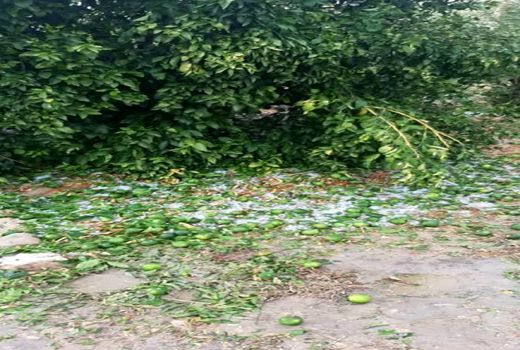 خسارت 225 میلیارد تومانی تگرگ به کشاورزی قیروکارزین