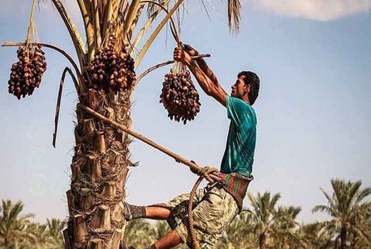 توانمندسازی و افزایش آگاهی نخلداران حمیدیه