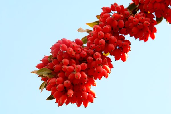 افزایش هزار تنی تولید زرشک خشک در خراسان جنوبی