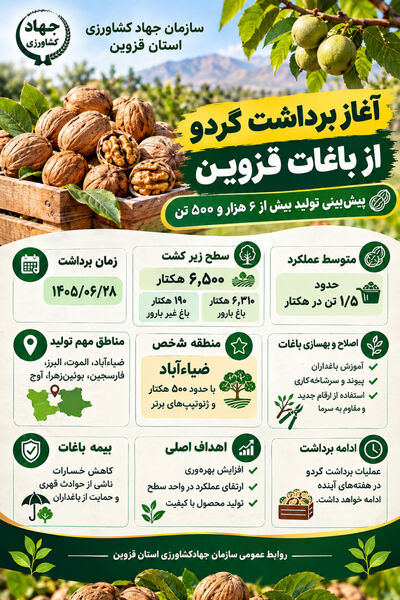 برداشت گردو از باغات استان قزوین 