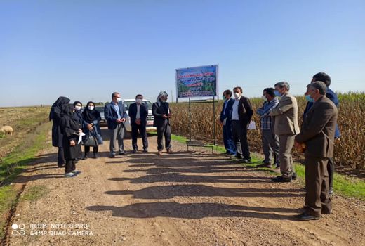 کاشت ذرت بصورت نشایی برای اولین بار در شهرستان دهلران 