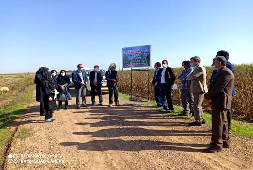 کاشت ذرت بصورت نشایی برای اولین بار در شهرستان دهلران 