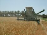 خرید بیش از ۱۷هزارتن گندم مازاد بر نیاز از کشاورزان استان سیستان وبلوچستان