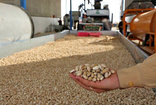 افت 90 درصدی صادرات پسته در سال جاری