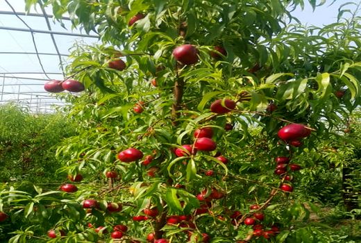 شلیل، نوبرانه نی ریز روانه بازار شد