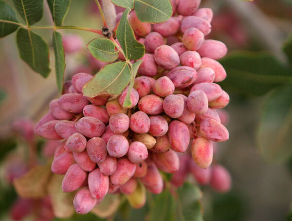 آغاز برداشت پسته از باغات شهرستان میاندوآب