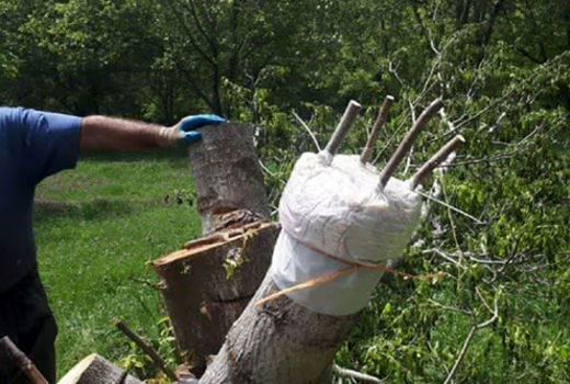 سرشاخه کاری بیش از 2250 اصله درخت گردو در شهرستان جلفا