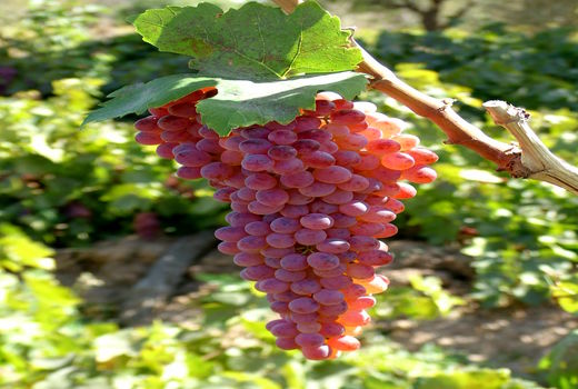 آغاز برداشت انگور در باغات استان قزوین