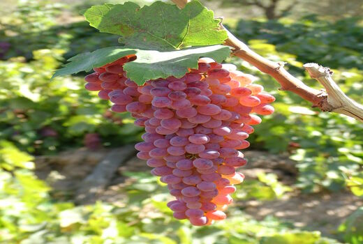 آغاز برداشت انگور در باغات استان قزوین