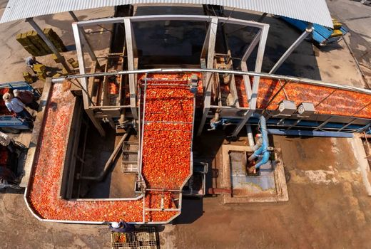 مرودشت پیشتاز تولید رب گوجه‌فرنگی در فارس