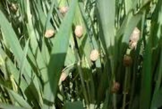 60درصد گندم مازاد استان مرکزی به تهران و البرز صادر شد