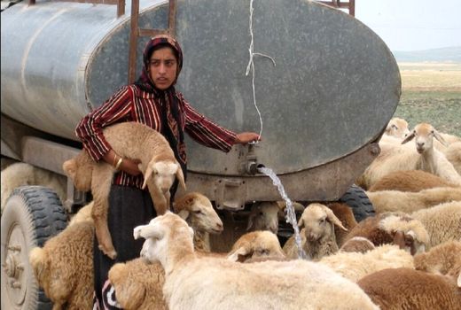 آغاز خرید تضمینی دام از عشایر استان کرمانشاه