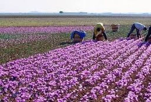افزایش کشت گل محمدی در خراسان شمالی