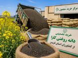 پیش‌بینی خرید بیش از یک هزار و 500 تن محصول کلزا از کشاورزان قزوین