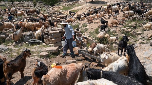 عشایر اصفهان سالانه ۱۱ هزار تُن گوشت قرمز تولید می‌کنند