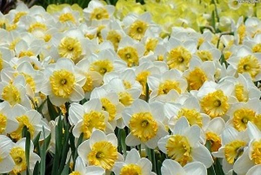 برداشت 12 میلیون شاخه گل نرگس