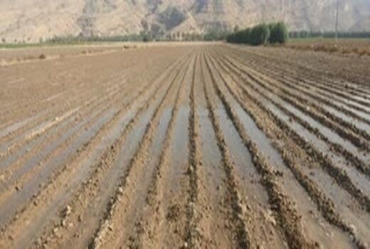 کشت به روش کف کار در خنج توسعه می یابد