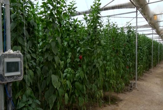 صادرات سالانه بیش از هزار تن محصولات گلخانه‌ای از کشور