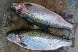 پیش بینی تولید 90 تن ماهی در رستم فارس