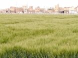 اصفهان نخستین تولید کننده جو خصیل در کشور