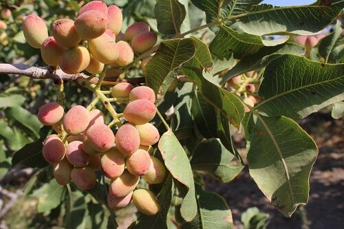 صدور اولین "پروانه کاربرد نشان حدمجاز  آلاینده ها" برای پسته نی ریز