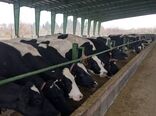 بهره‌برداری از بزرگترین واحد دامداری صنعتی در شهرستان شهریار 
