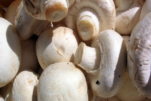 میزان تولید سالانه قارچ در قروه به 650 تن افزایش می‌یابد