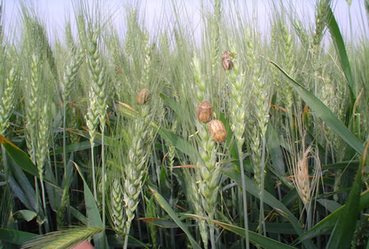 مبارزه با سن مادری در بیش از ۱۹ هزار هکتار از مزارع مرودشت