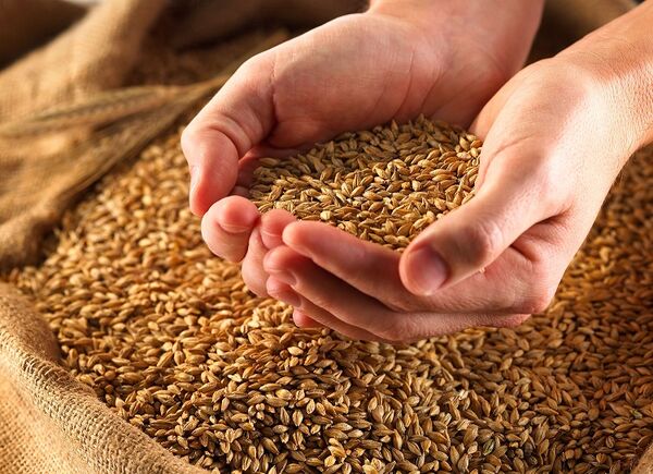 استفاده از بذر گواهی شده راهکار توجیه اقتصادی گندم است