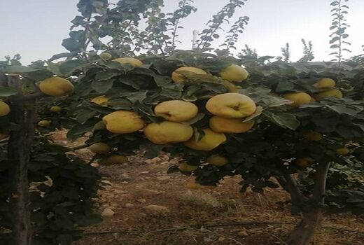 برداشت 