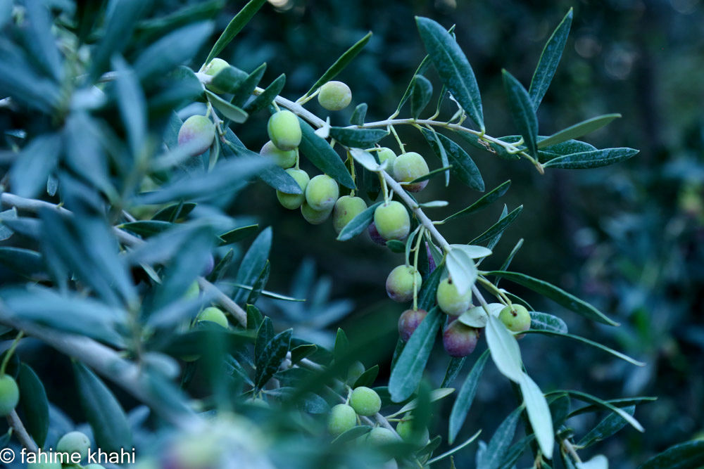 از لمس شاخه تا عصاره ی نور  