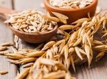 کاشت گیاه تریتیکاله در استان یزد