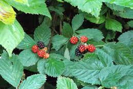 تولید 24 تن تمشک در تنکابن/ ارزش اقتصادی 6 میلیاردی